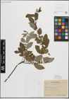 Foto von Salix myrsinifolia Salisb.
